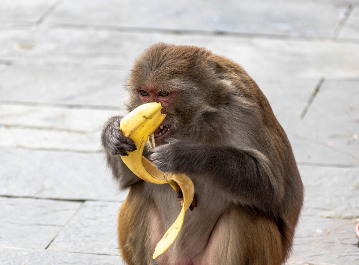 обезьяна с бананом