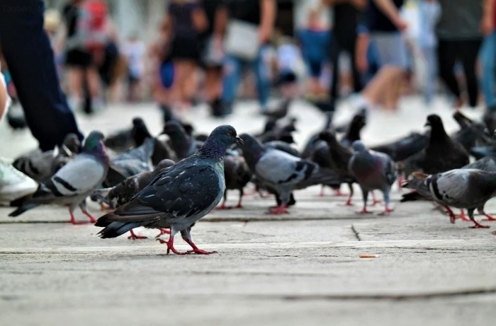 голуби на площади