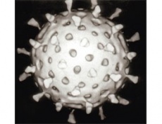 Вирусы против рака